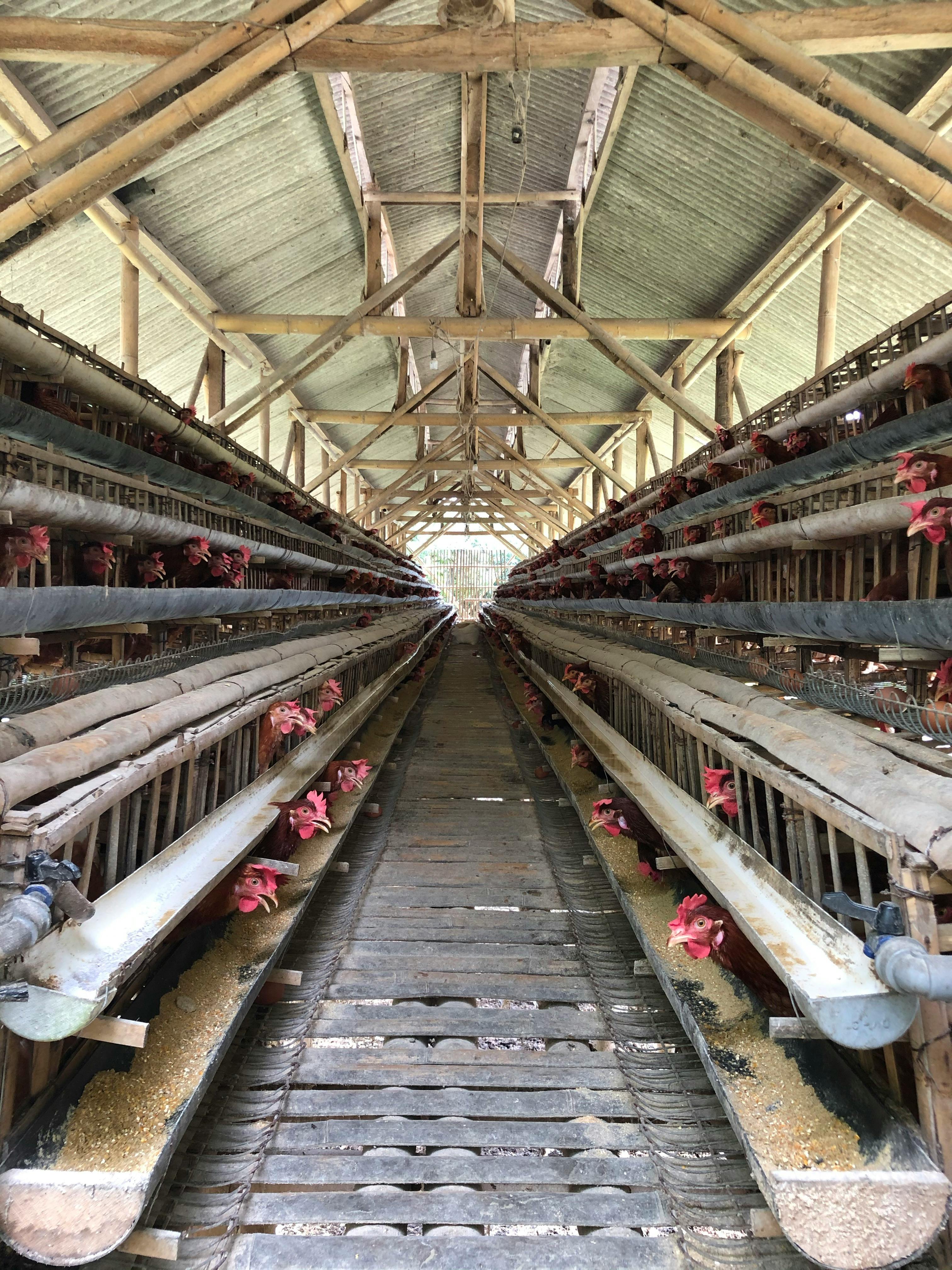 Kandang Ternak Ayam