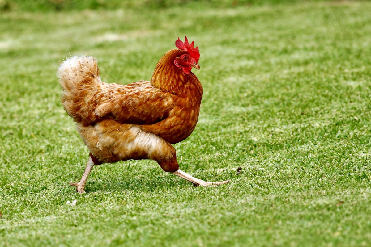Kandang Ayam Petelur Anugrah PS