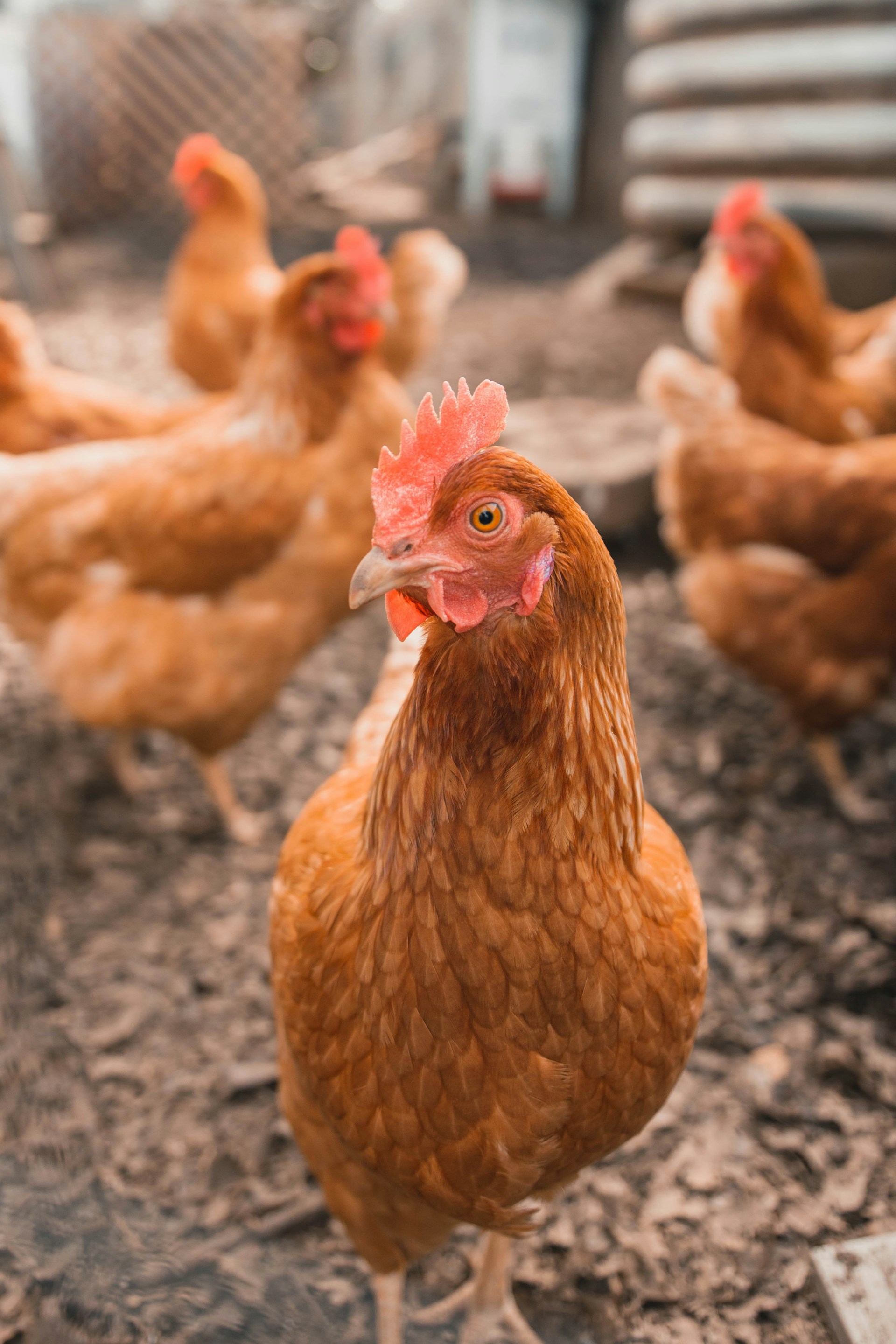 Peternakan Ayam Petelur