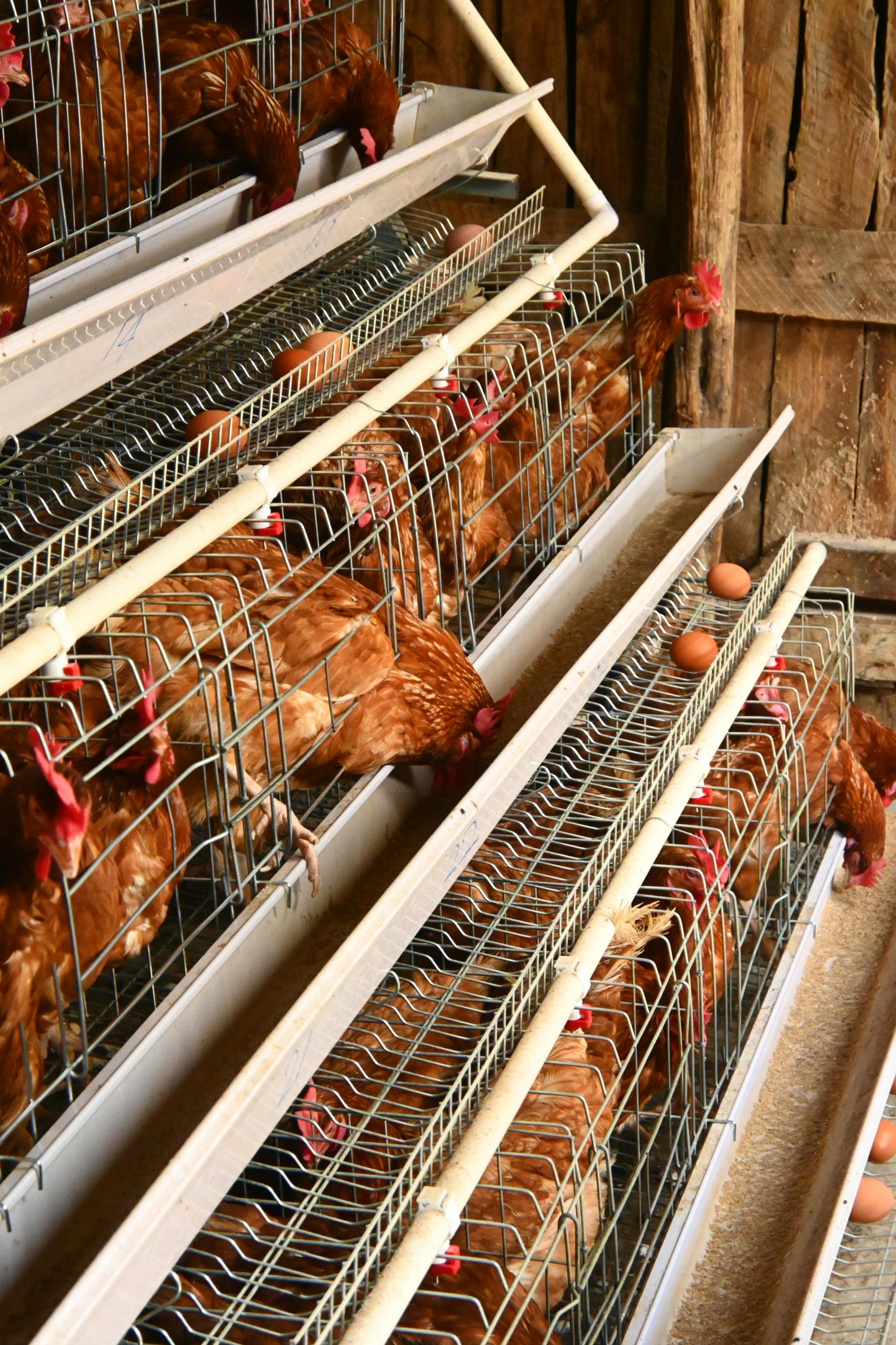 Ayam Petelur